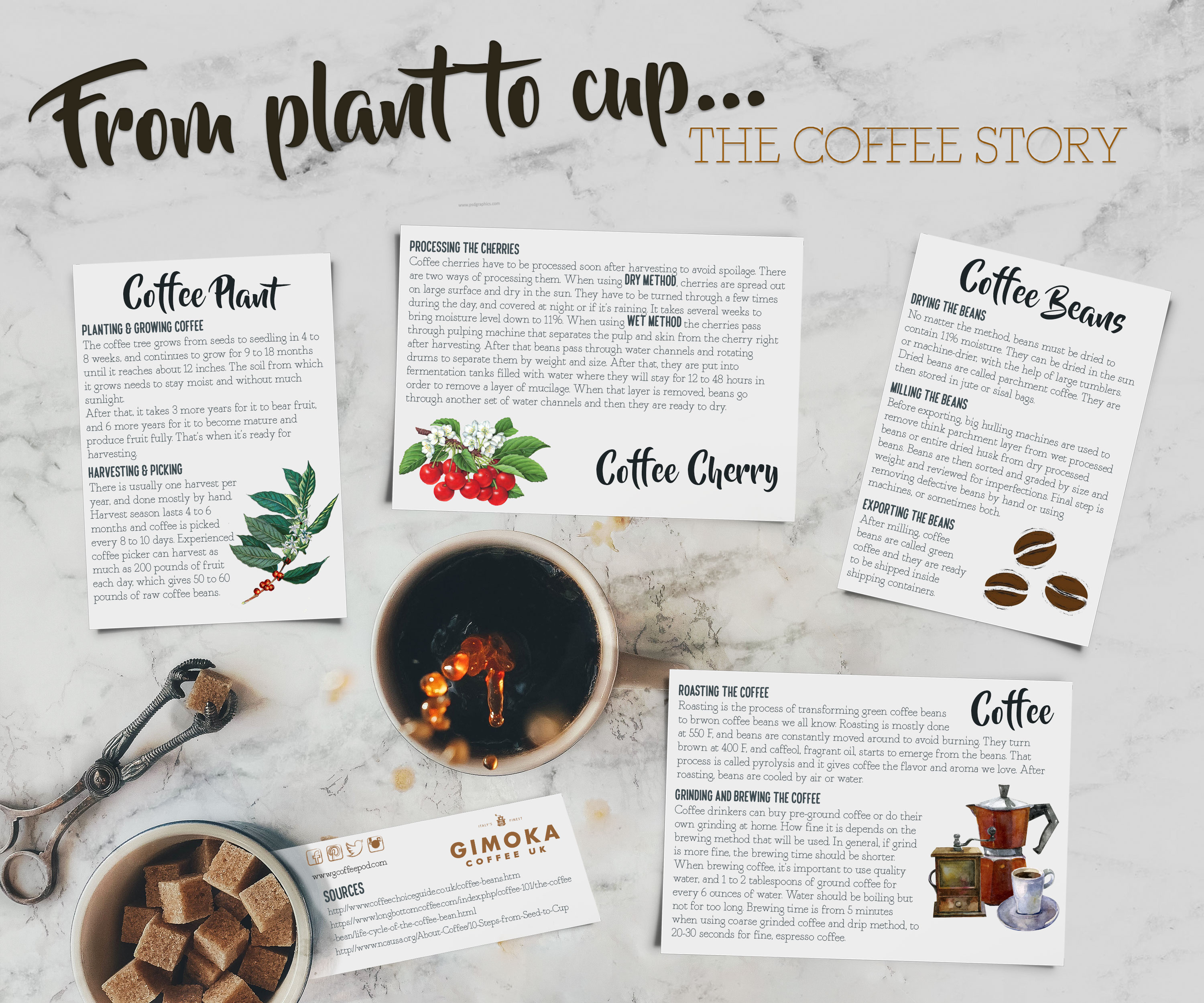 From Plant To Cup infographic